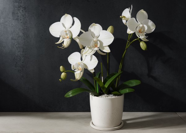 Оригінальні вазони в подарунок